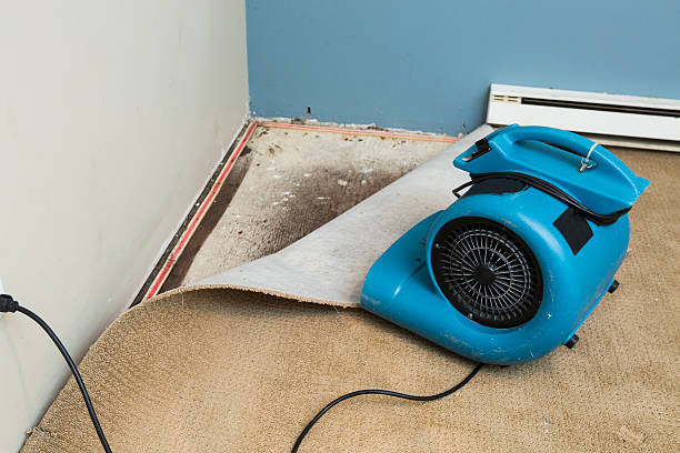 Best Mold removal after water damage  in Fort Meade, MD
